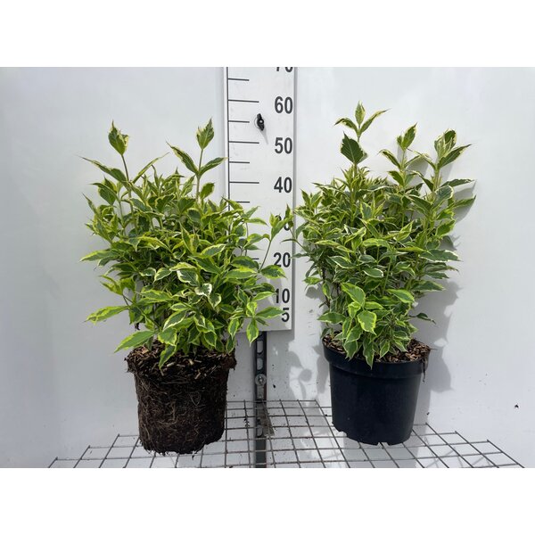 Weigela 'Nana Variegata' - 7,5L