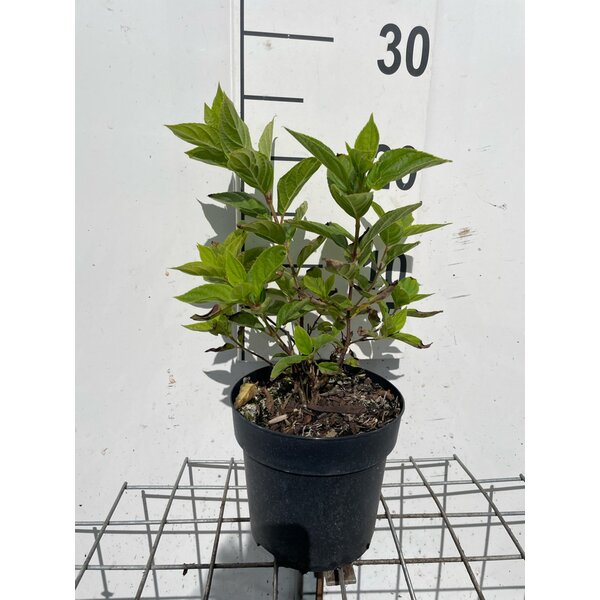 Hydrangea pan. Little Lime - 1,3L