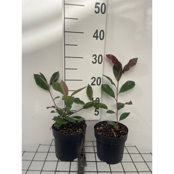 Photinia fraseri 'Red Robin' - 1,3L
