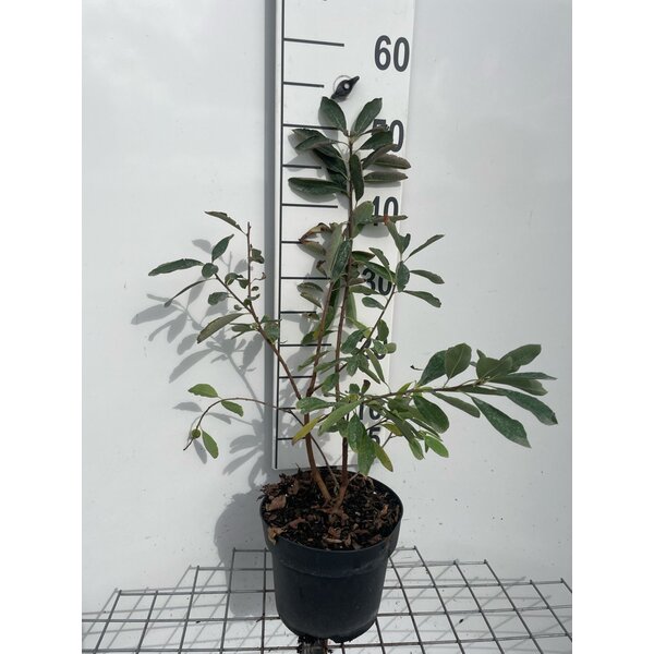 Exochorda 'The Bride' - 3,0L 40+