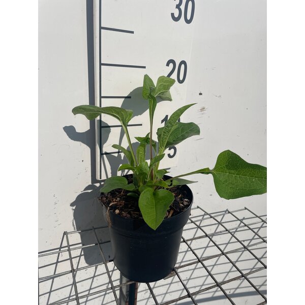 Echinacea purpurea - 1,3L
