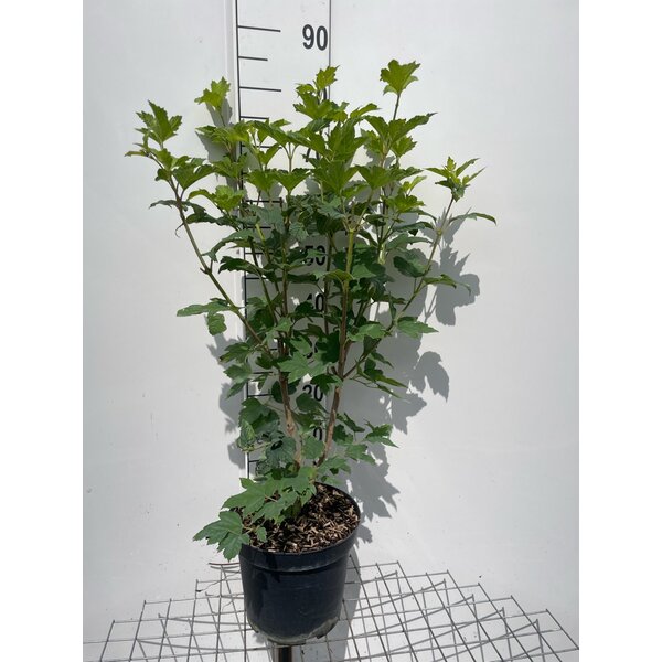 Viburnum opulus 'Roseum' - 7,5L 80+