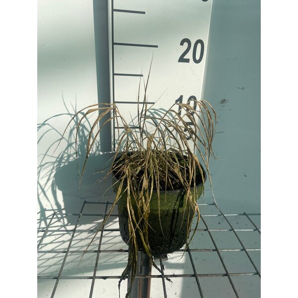 Hakonechloa macra 'All Gold' - 2,0L