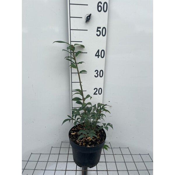 Euonymus alat. 'Compactus' - 3,0L