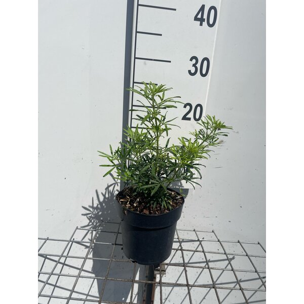 Choisya ternata White Dazzler - 1,3L