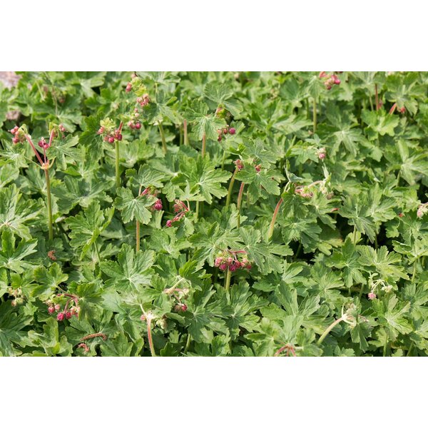 Geranium macr. 'Czakor' - P9