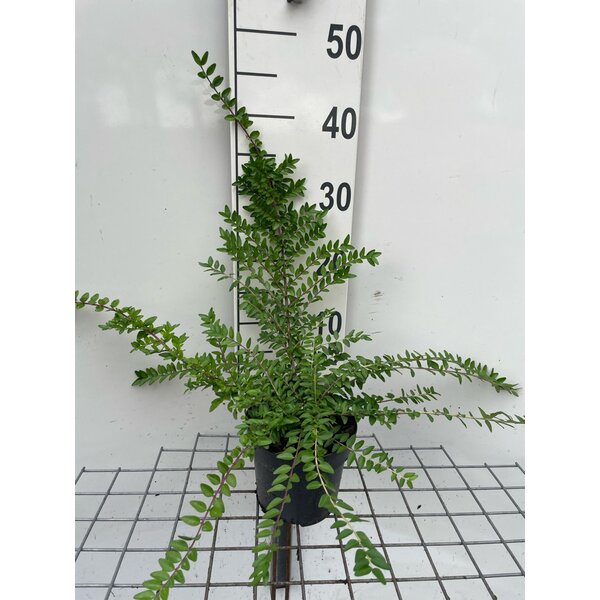Lonicera nit. 'Maigrün' - 1,3L 30+