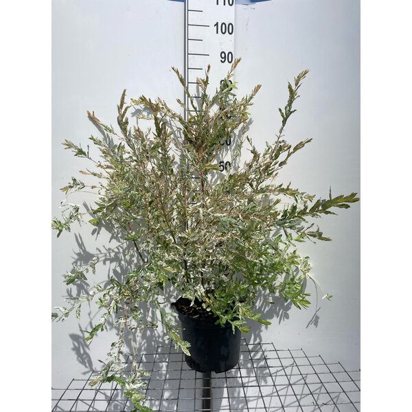 Salix integra 'Hakuro-nishiki' - 7,5L