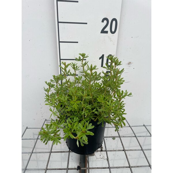 Potentilla f. Marian Red Robin - 1,3L