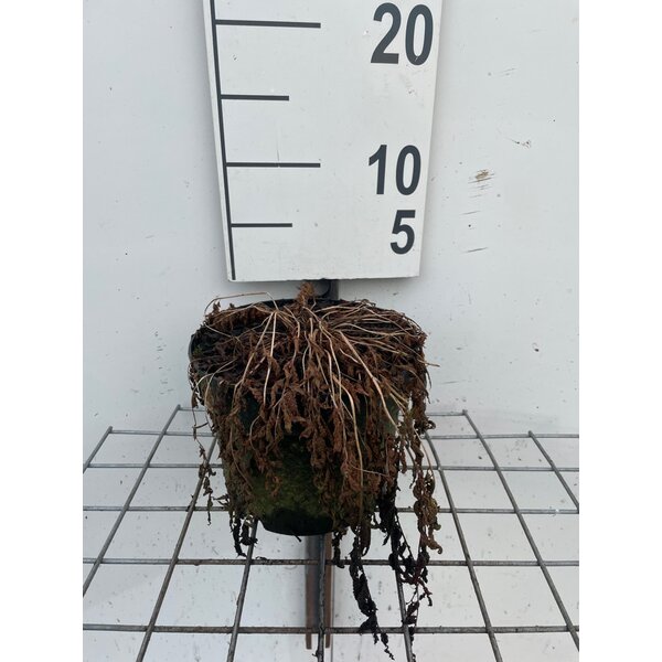Athyrium niponicum metallicum - 2,0L