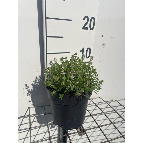 Thymus v. 'Compactus' - 1,3L