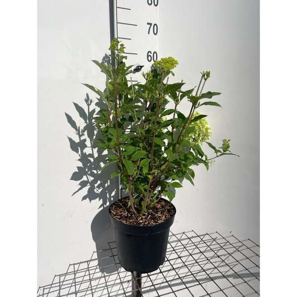 Hydrangea pan. 'Limelight' - 7,5L