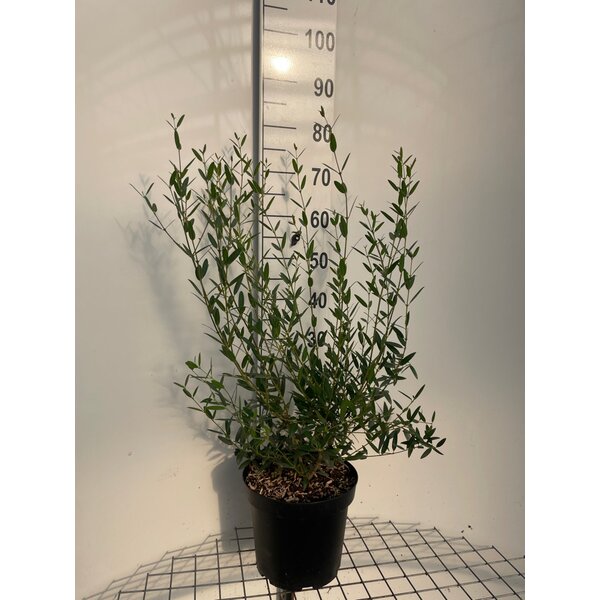 Phillyrea angustifolia - 7,5L