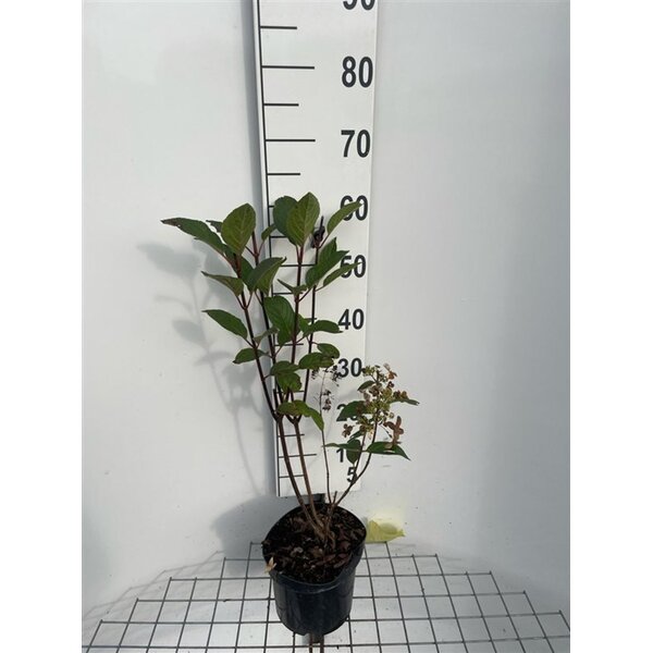 Hydrangea pan. Pinky Winky - 3,0L 50+