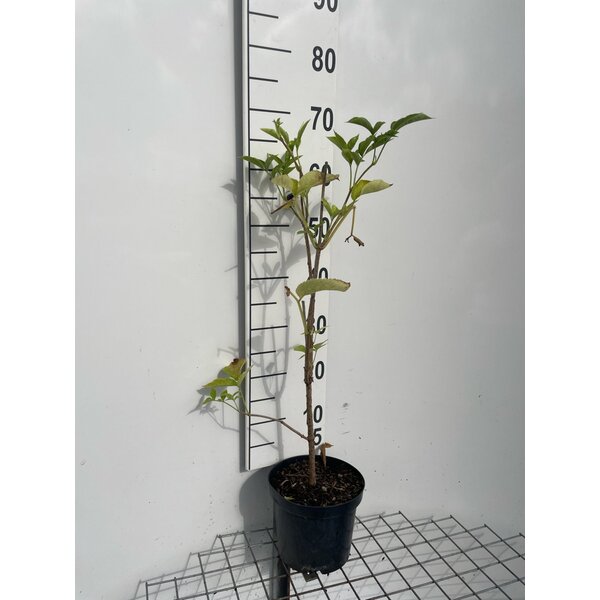 Sambucus nigra - 3,0L 60+