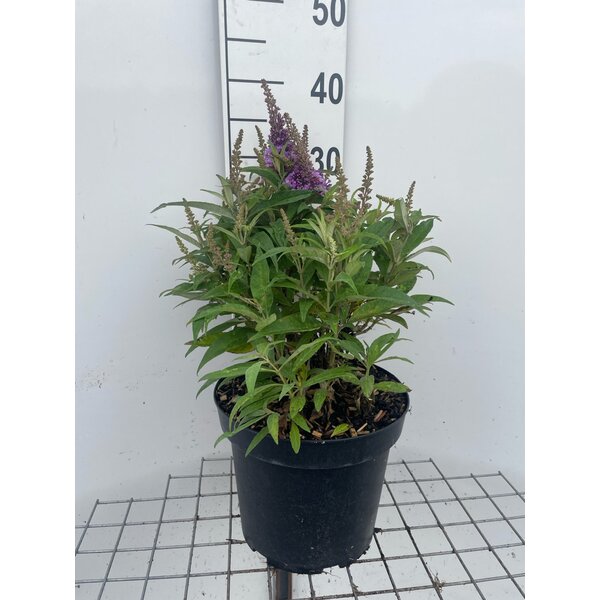 Buddleja d. Butt. Candy Little Lila - 7,5L