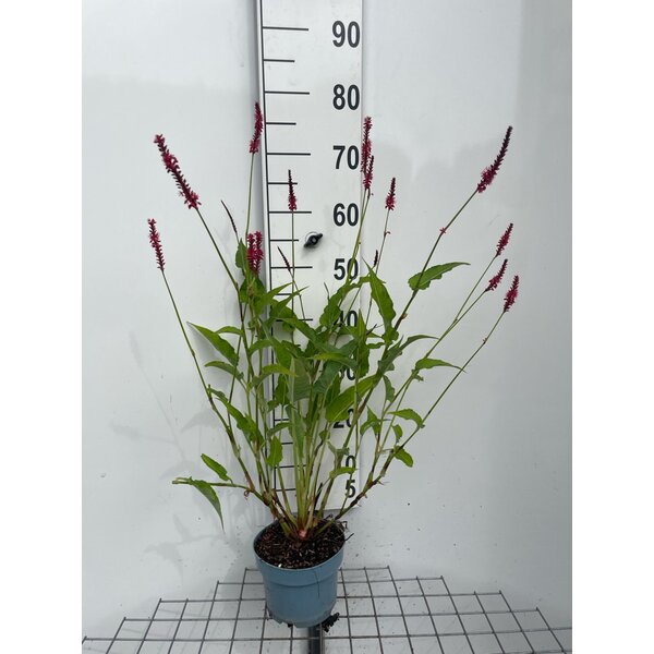 Persicaria a. 'Lisan' - 2,0L