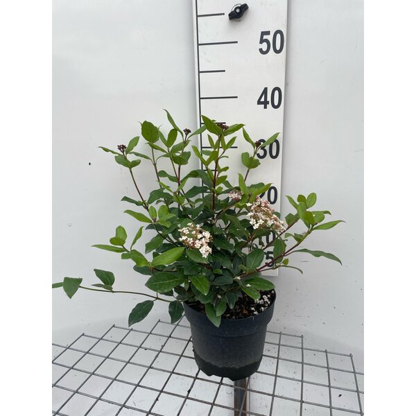 Viburnum tinus 'Gwenllian' - 3,0L 30+