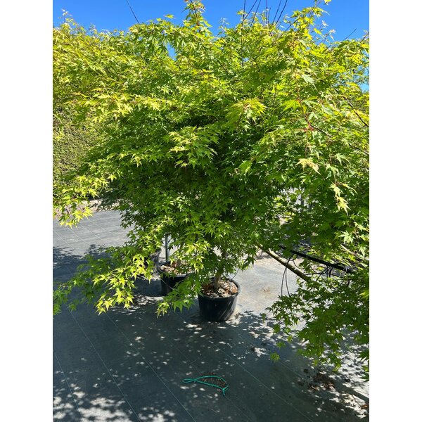 Acer palmatum - 20L 150+
