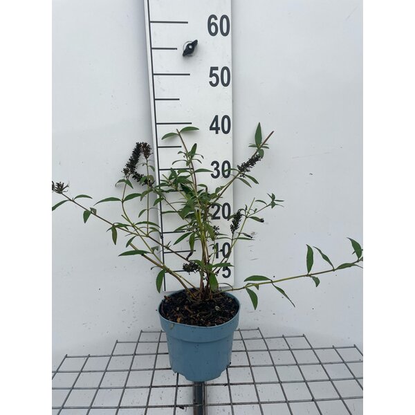 Buddleja d. 'Black Knight' - 2,0L