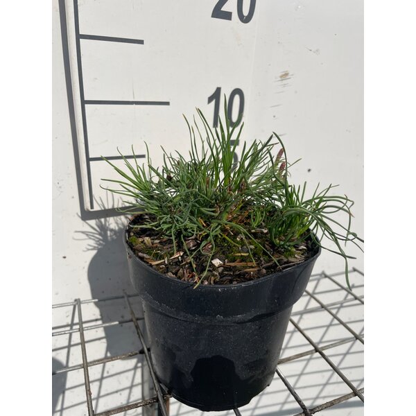 Pinus mugo pumilio - 1,3L