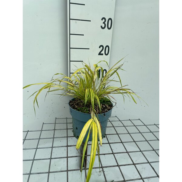 Hakonechloa macra 'Aureola' - 2,0L
