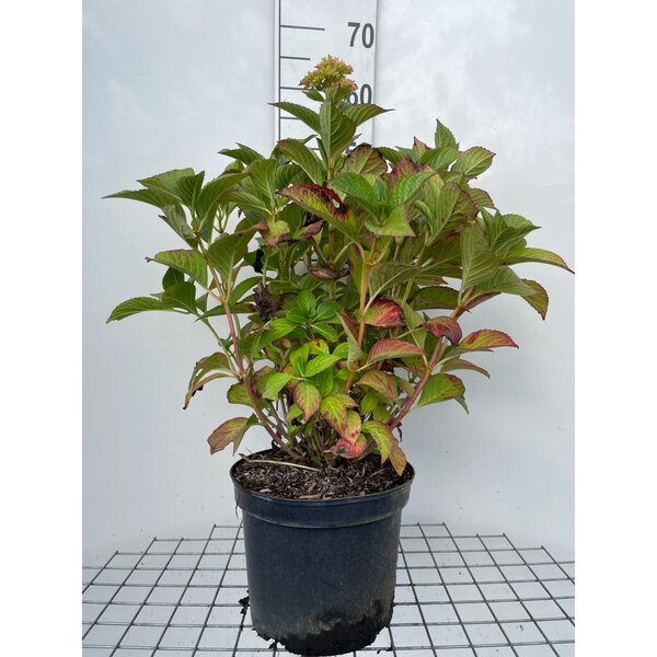 Hydrangea m. 'Alpenglühen' - 7,5L