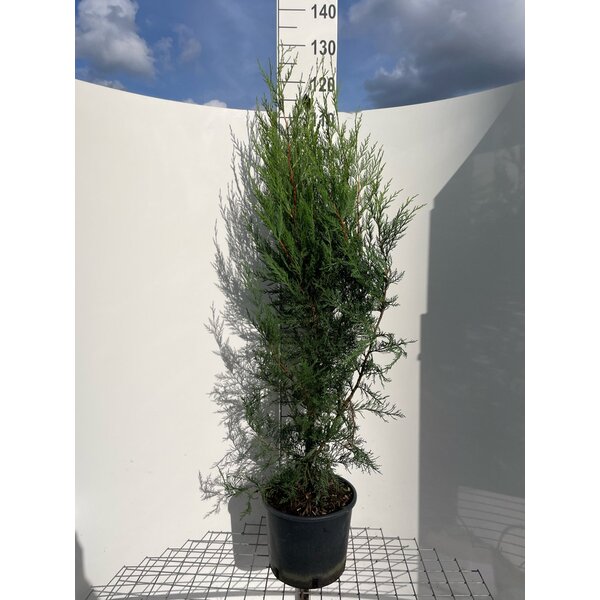 Cupressocyparis l. 'Tweeduizendéén' - 10L 100+