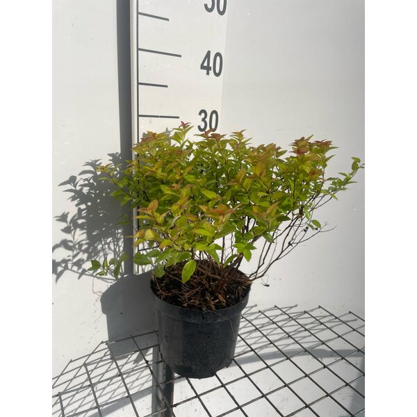 Spiraea jap. Magic Carpet - 3,0L 20+