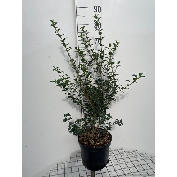 Osmanthus burkwoodii - 7,5L