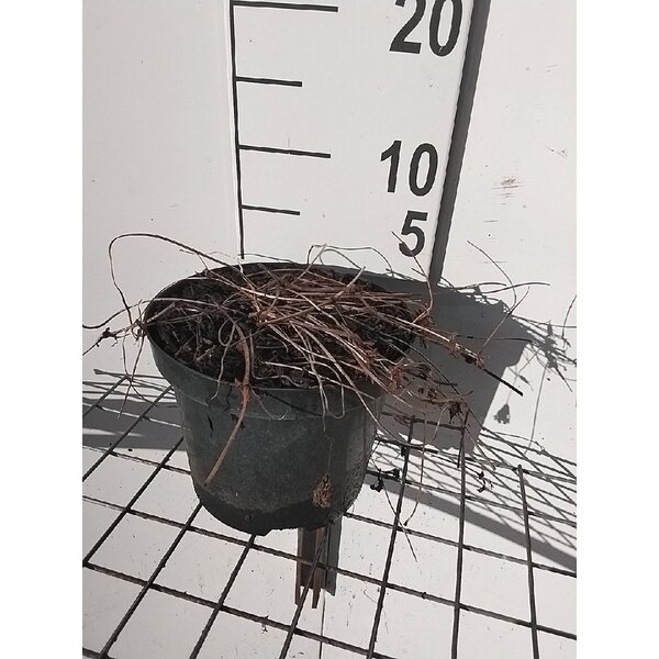 Geranium 'Azure Rush' - 3,0L