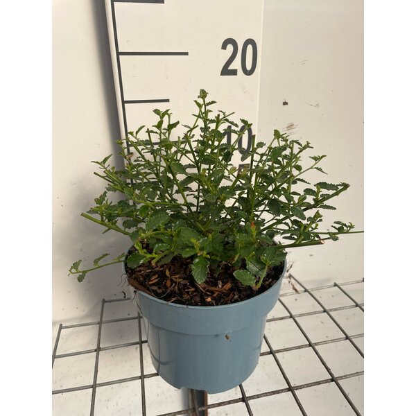 Ceanothus thyrs. repens - 2,0L