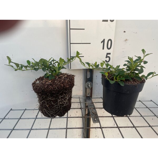 Cotoneaster dam. 'Major' - 1,3L
