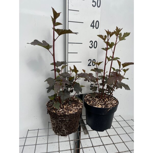 Physocarpus opulif. 'Diabolo' - 3,0L