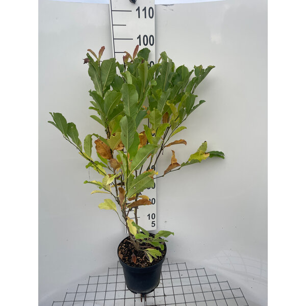 Magnolia st. 'Rosea' - 7,5L