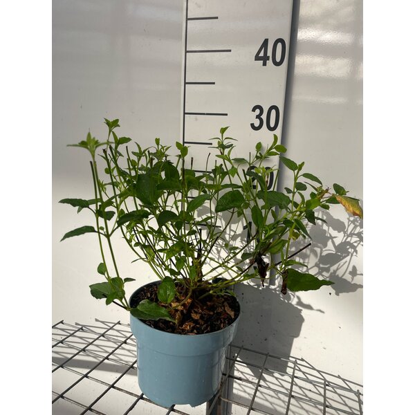 Cistus hybridus (=Corbariensis) - 2,0L