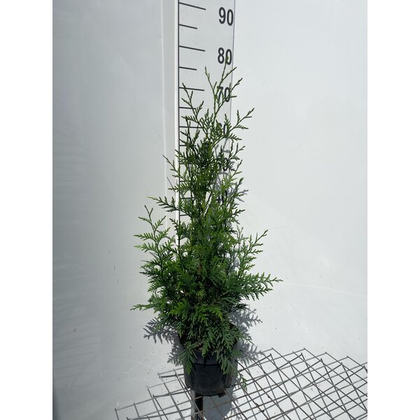Thuja pl. 'Excelsa' - 3,0L 60+