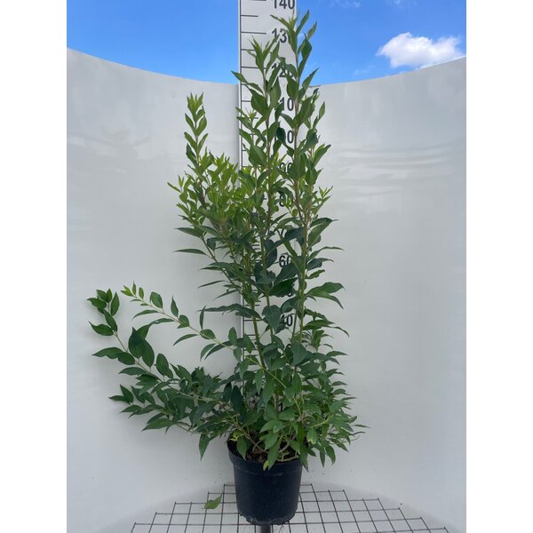 Forsythia int. 'Lynwood' - 7,5L 100+