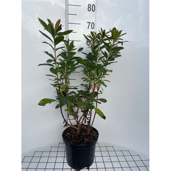Rhododendron bladverliezend  'Harvest Moon' Geel - 5,0L 60+