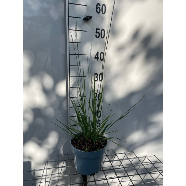 Molinia caerulea 'Heidebraut' - 2,0L
