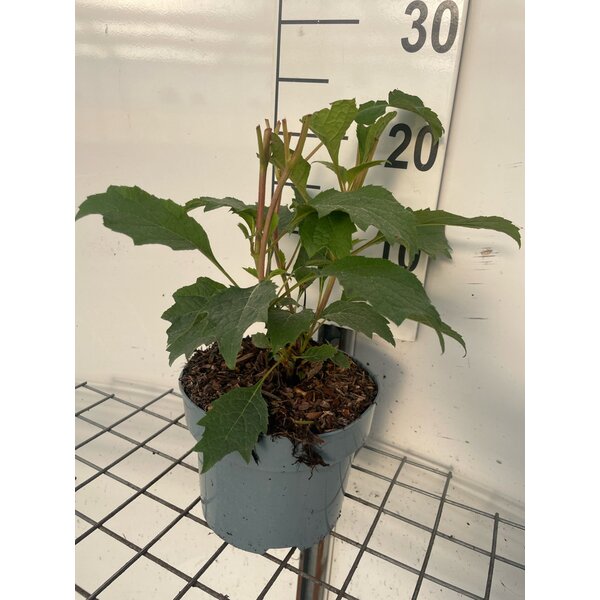 Hydrangea quercifolia - 2,0L
