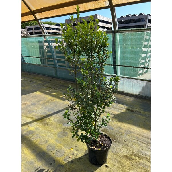 Ilex meserv. 'Heckenstar' - 7,5L 100+