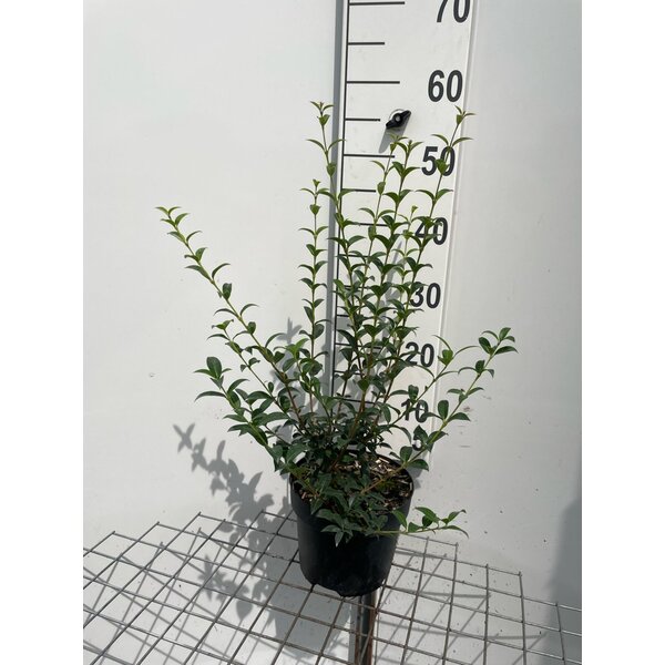 Osmanthus burkwoodii - 3,0L