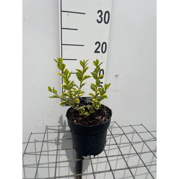 Ligustrum oval. 'Aureum' - 1,3L