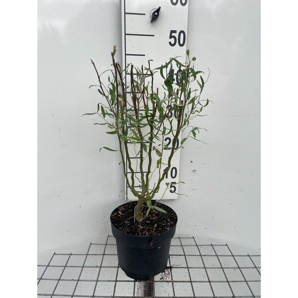 Salix babylonica 'Tortuosa' - 3,0L