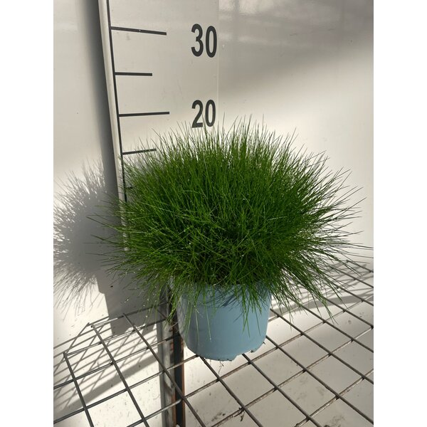 Festuca gautieri - 2,0L