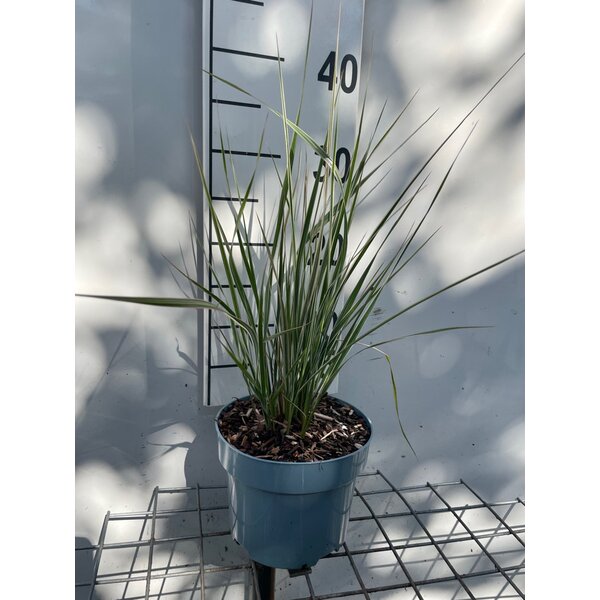 Calamagrostis acut. 'Overdam' - 2,0L