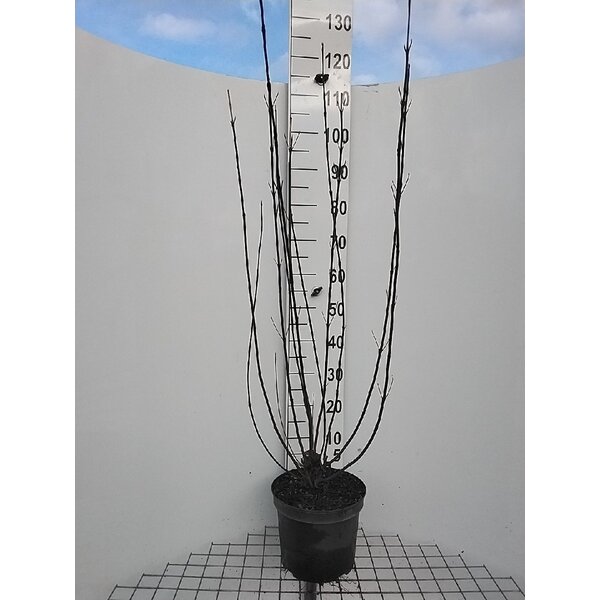Cornus alba 'Kesselringii' - 7,5L 100+