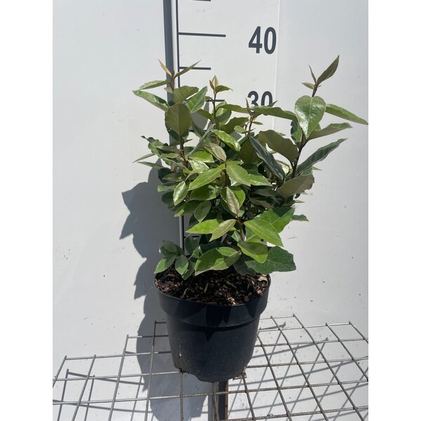 Elaeagnus ebb. 'Compacta' - 3,0L