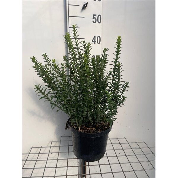 Euonymus jap. 'Microphyllus' - 5,0L 40+